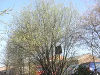 Weide.webp