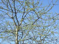 Kirschbaum.webp