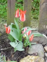 Tulpen rot-weiß.webp