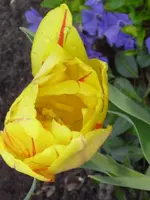 Tulpe gelb-rot.webp