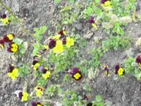 Hornveilchen.webp