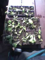 Bild0015.webp
