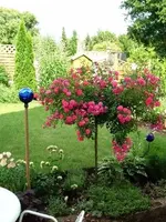 Rose.webp