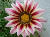DSC01374.webp