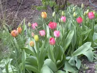 21.04.2010 004.webp
