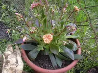 21.04.2010 006.webp