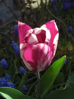 CIMG9302.webp