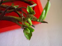 Froschlöffel 4203.webp