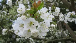 030.webp