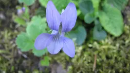090.webp