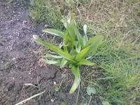 Herbstzeitlose21.04.20201.webp
