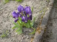 Mein Frühjahrsblüher 1.webp