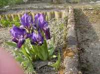 Mein Frühjahrsblüher 2.webp