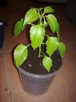 big_jim_3.webp