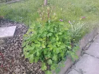 ackelei21.04.2010.webp
