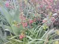 Chinaquitte21.04.2010.webp