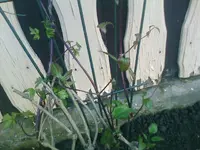Clematis21.04.2010.webp