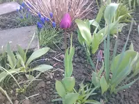 lila Tulpe21.04.2010.webp