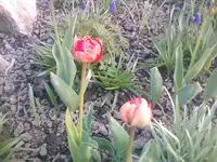tulpengefüllt21.04.2010.webp