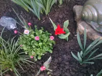 Tulpe-Tausendschönchen.webp