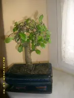 JD800001.webp