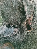 aprikosenstamm.webp