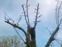 aprikose.webp