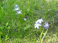Blaublüteka.webp