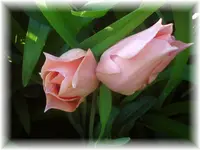 DSC00959.webp