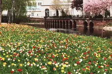 Tulpen Saale.webp