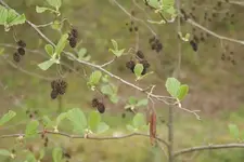 Fruehling_Buche.webp