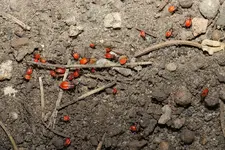 Feuerwanzen unter Stein 20250818.webp