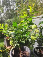 IMG_20250830_100157.webp