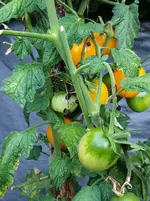 20250830_195956.webp