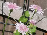 2025Crepis3.webp