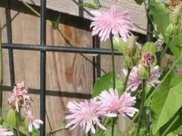 2025Crepis4.webp