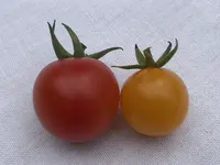 image.webp image.webp