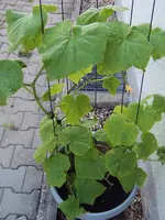 Gurken 31.08 (1).webp