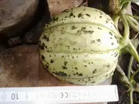 ´Oranje Ananas´ 1.webp
