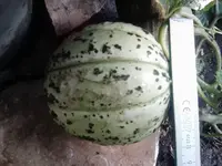 ´Oranje Ananas´ 2.webp