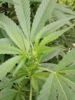 C. ´Fat Bastard Feminized´.webp