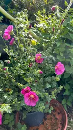 IMG_6237.webp