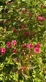 IMG_6238.webp