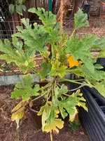 Zucchini*25-08-28*.webp