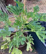 Zucchini*25-08-21*.webp