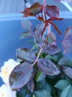 IMG_20250903_102915.webp