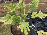 Zucchini*25-09-03*01.webp