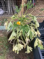 Zucchini*25-09-03*.webp
