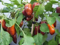Snackpaprika 05.09.25.webp
