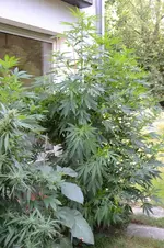 C. ´Fat Bastard Feminized´.webp